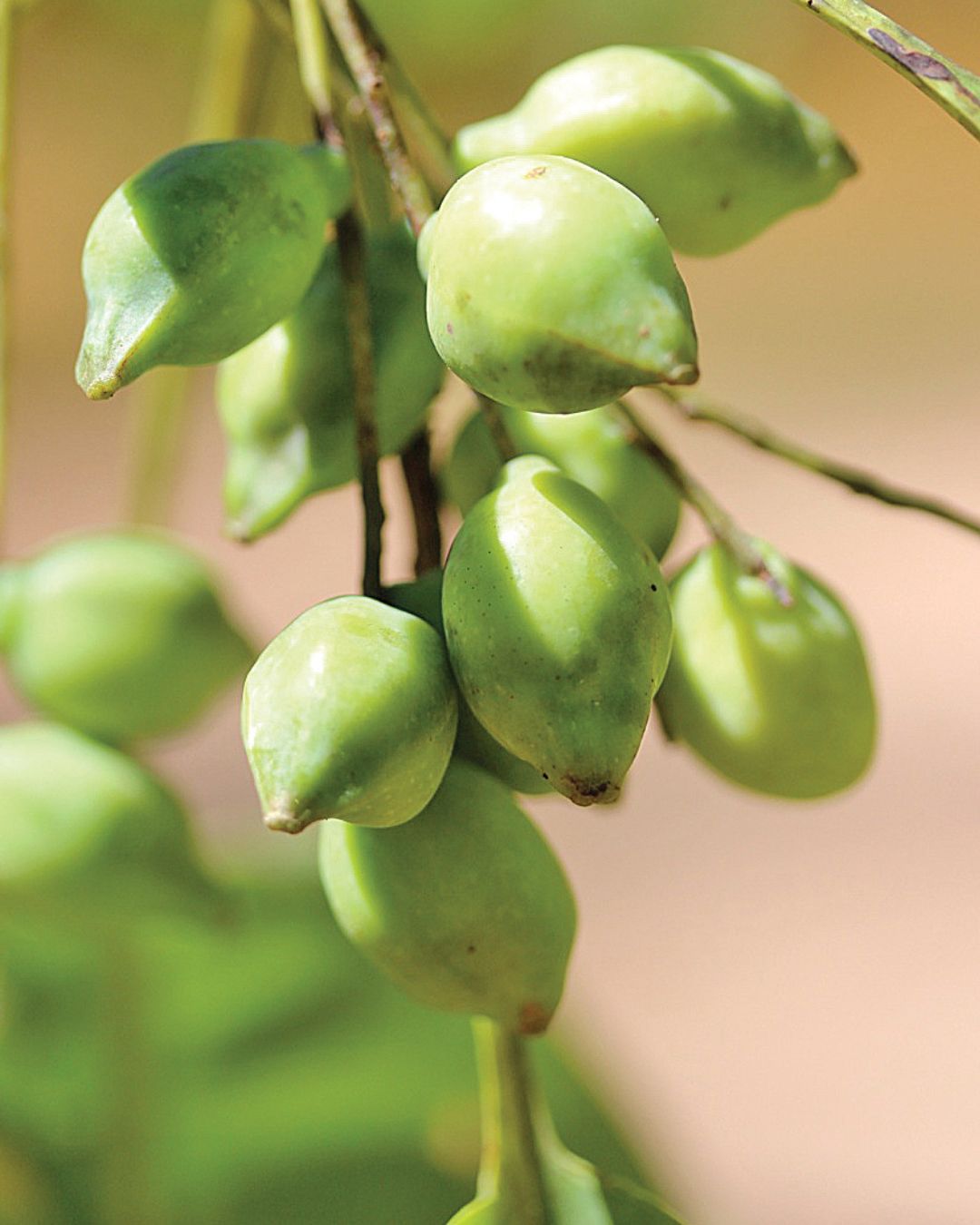 Kakadu Plum Fruit EssenXce NATIVE EXTRACTS