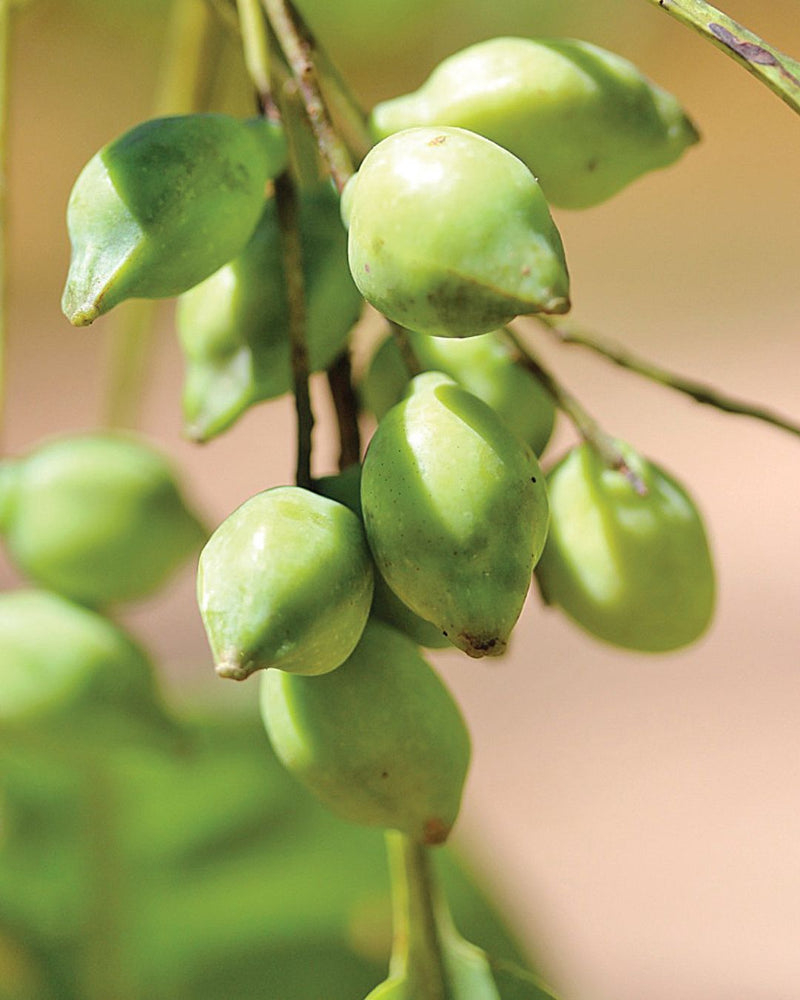 Kakadu Plum Fruit EssenXce