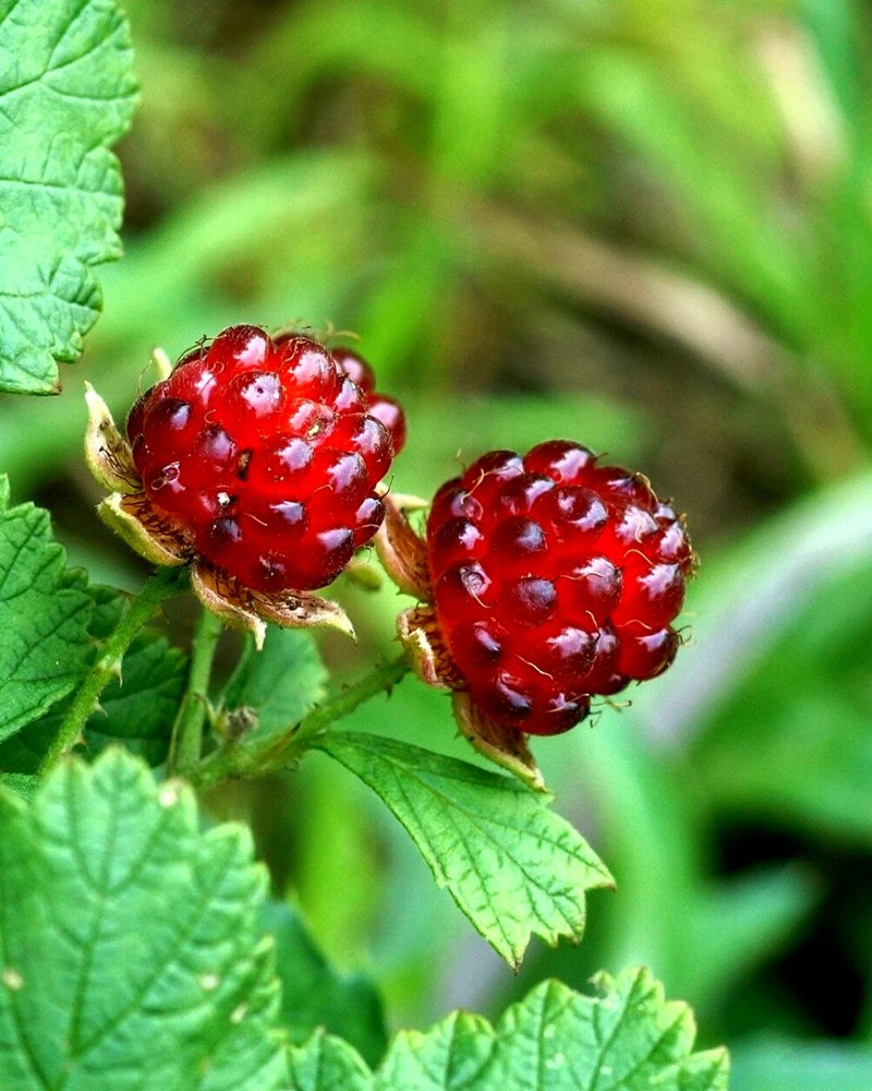 Native Raspberry, known as the Small-leafed Bramble, has vibrant red berries, which are used to create the Native Raspberry Cellular Extract.