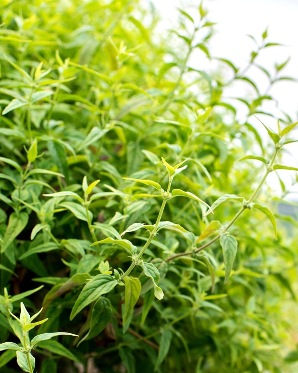 The lush green Native River Mint plant is used to create the  Native River Mint Cellular Extract.
