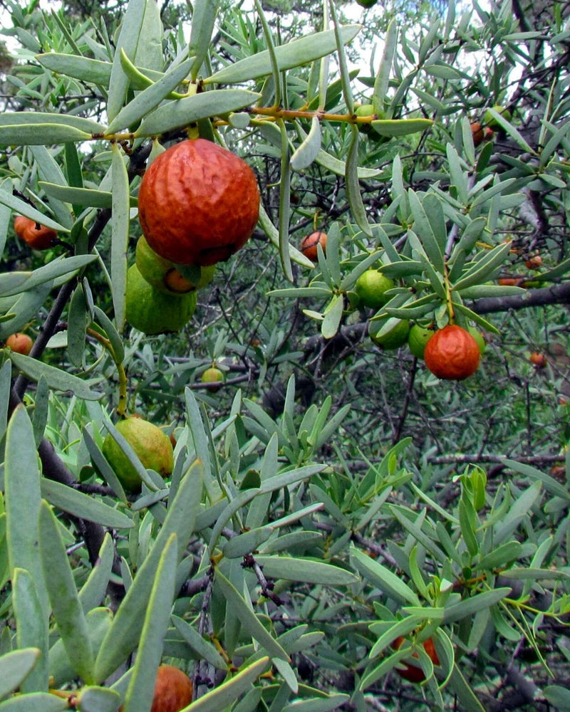 The Native Sandalwood Plant that creates Native Sandalwood Seed Oil (Australian).