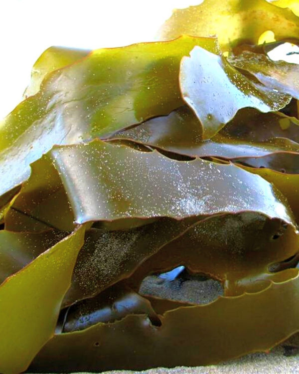 The Native Seaweed/Tasmanian Kelp that creates Native Seaweed/Tasmanian Kelp Cellular Extract.