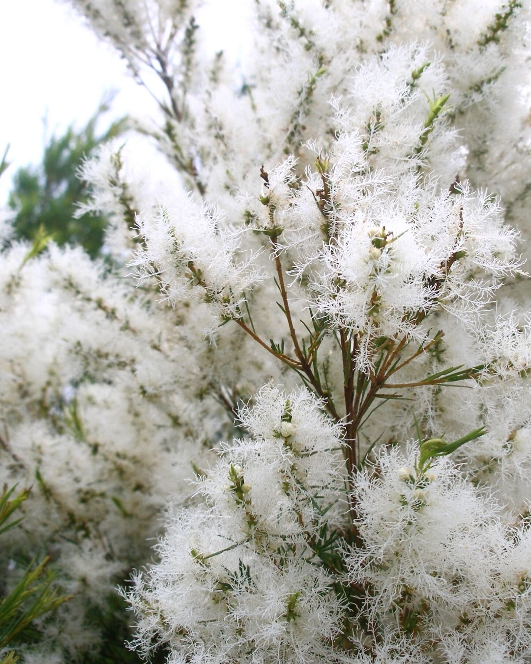 Native Snowflower Cellular Extract – NATIVE EXTRACTS