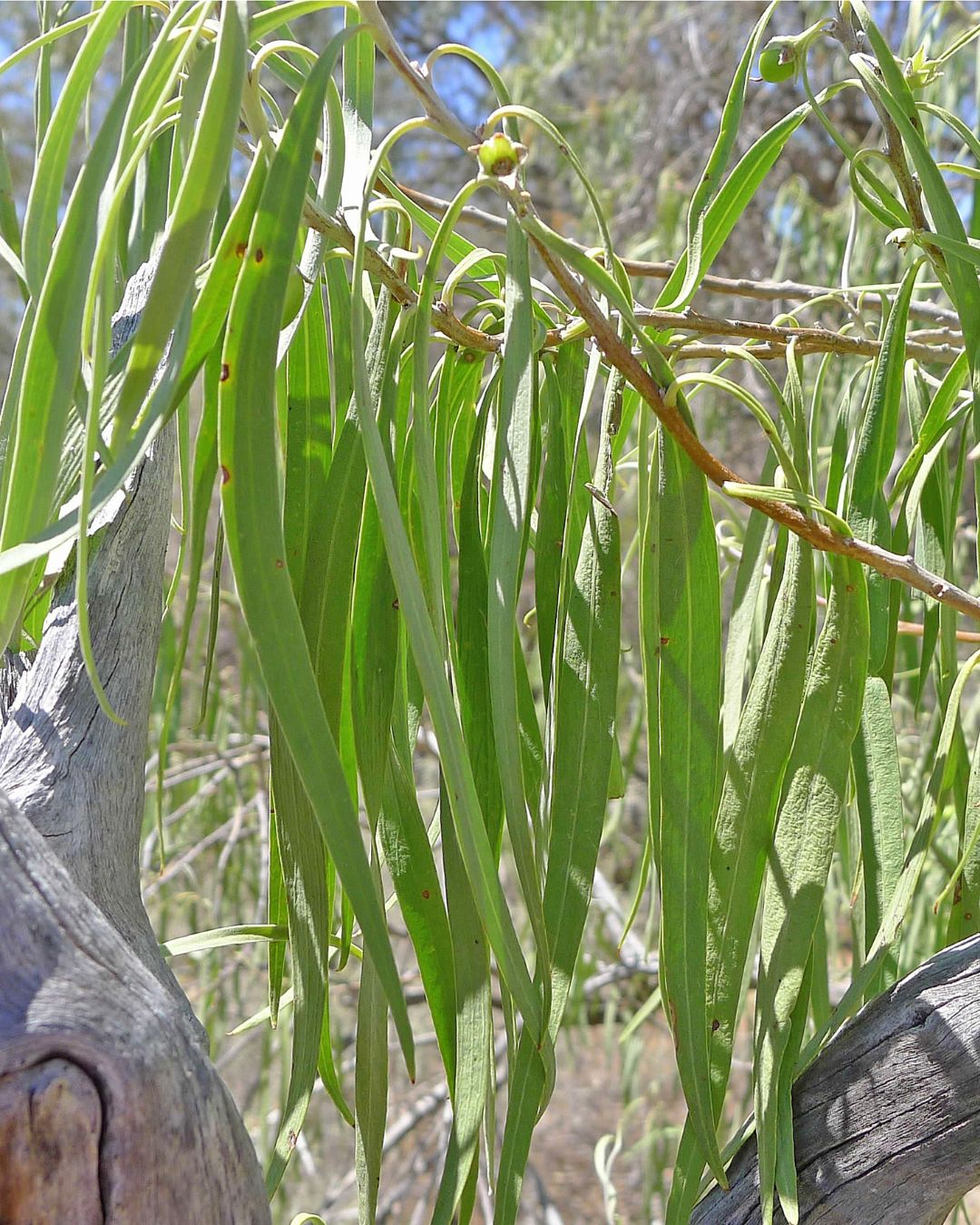 Emu Bush Cellular Extract – NATIVE EXTRACTS
