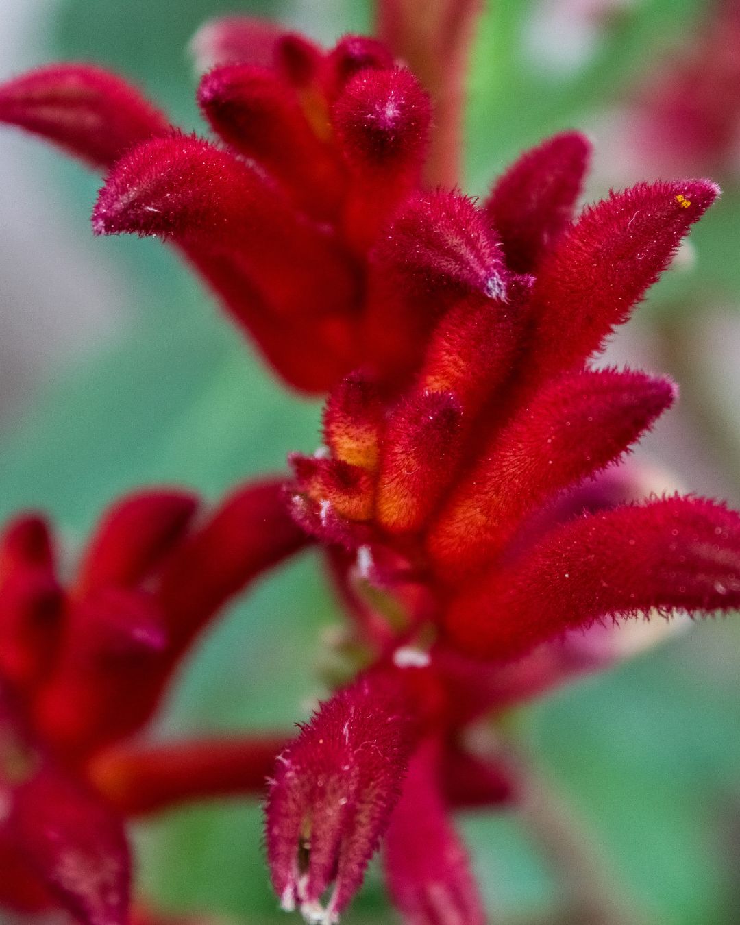 Kangaroo Paw Cellular Extract NATIVE EXTRACTS