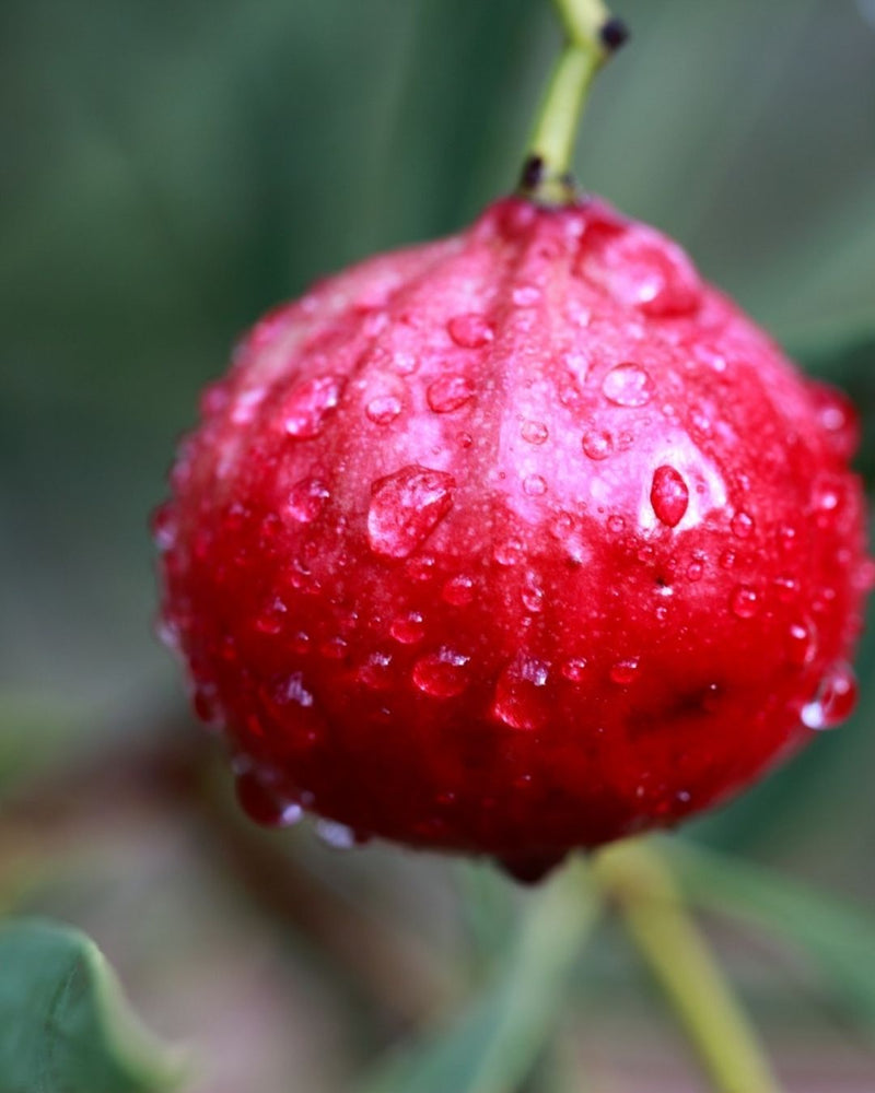 The Quandong fruit (Santalum acuminatum) is vibrant red, and used to create the Native Extracts Quandong Cellular Extract.