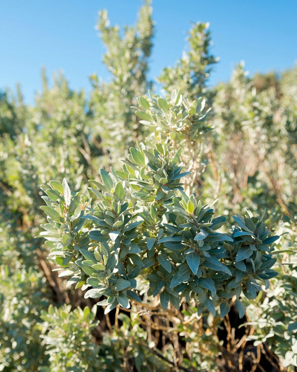 Salt Bush Cellular Extract