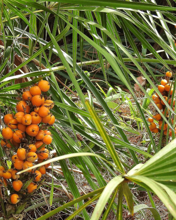 The Saw Palmetto plant, (Serenoa serrulata), is a plant with long thick leaves and fruit that changes from green to gold (shown) and finally black, and is used to create the Native Extracts Saw Palmetto Cellular Extract.