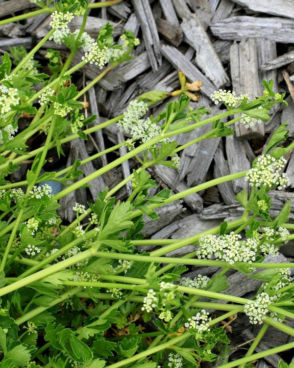 Sea Parsley Cellular Extract