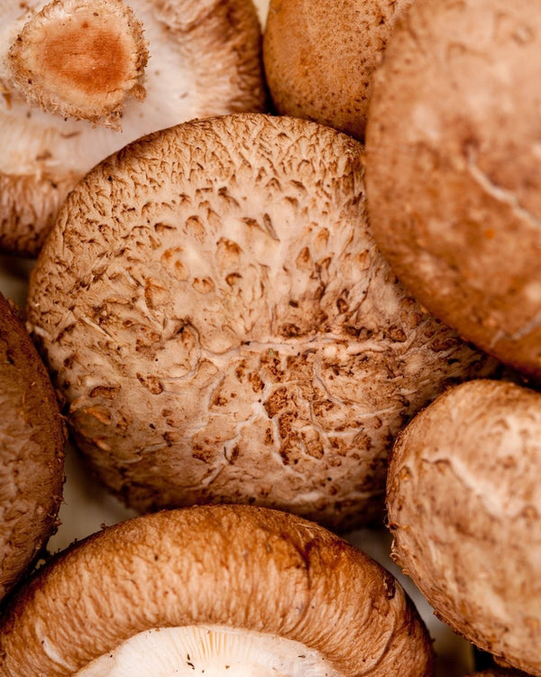 Shiitake Mushroom Cellular Extract