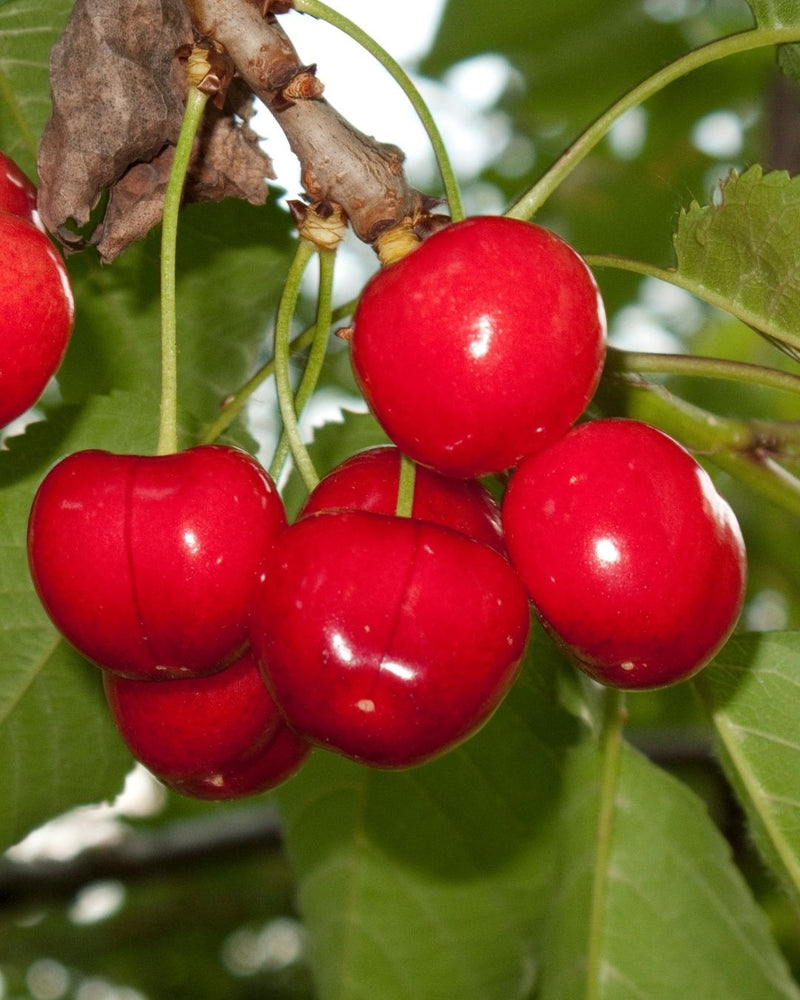 Sweet Cherry Blossom Cellular Extract