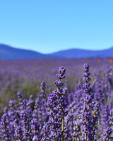 Tasmanian Lavender flowers (Lavendula angustifolia), which are vibrant purple, are used to create the Native Extracts Tasmanian Lavender Cellular Extract.