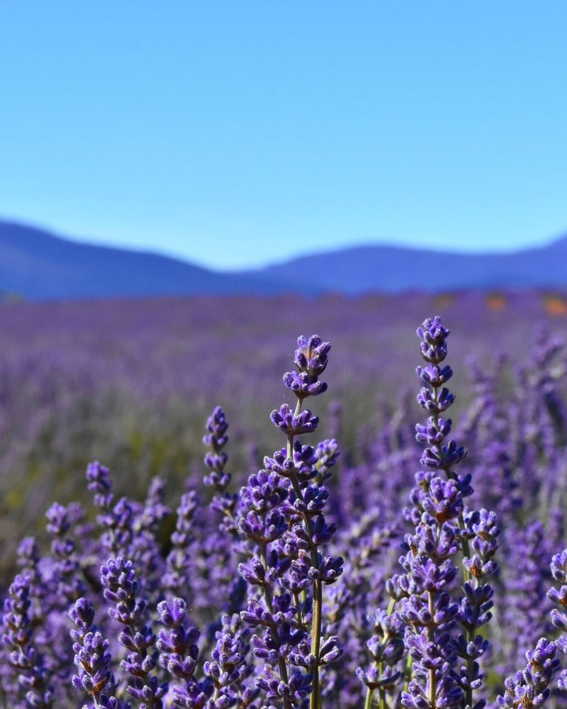 Tasmanian Lavender flowers (Lavendula angustifolia), which are vibrant purple, are used to create the Native Extracts Tasmanian Lavender Cellular Extract.