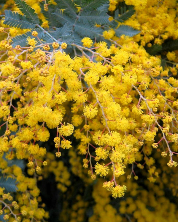 Wattleseed Cellular Extract