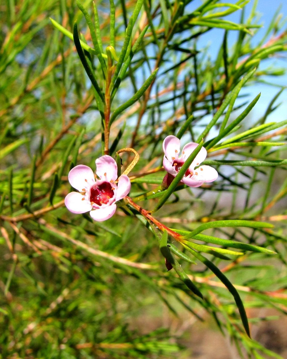 Waxflower Leaf Cellular Extract – NATIVE EXTRACTS