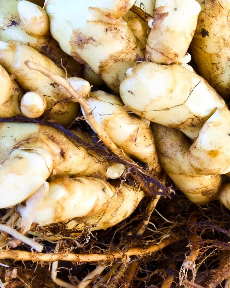 White Turmeric Cellular Extract