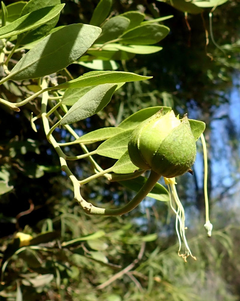 Wild Orange Cellular Extract