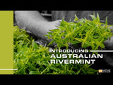 Native River Mint Leaf EssenXce