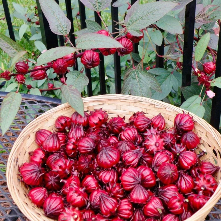 Rosella Fruit EssenXce