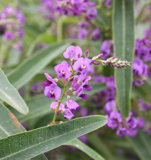 Willow Herb Cellular Extract